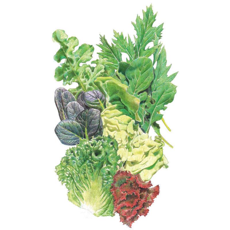 Botanical Interests Mesclun