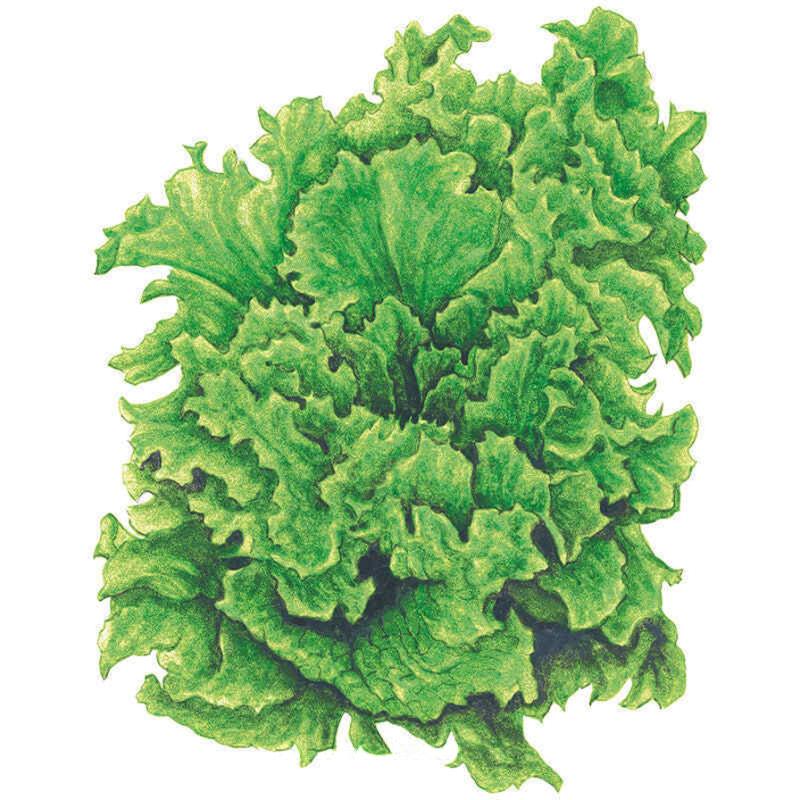 Botanical Interests Lettuce Seeds