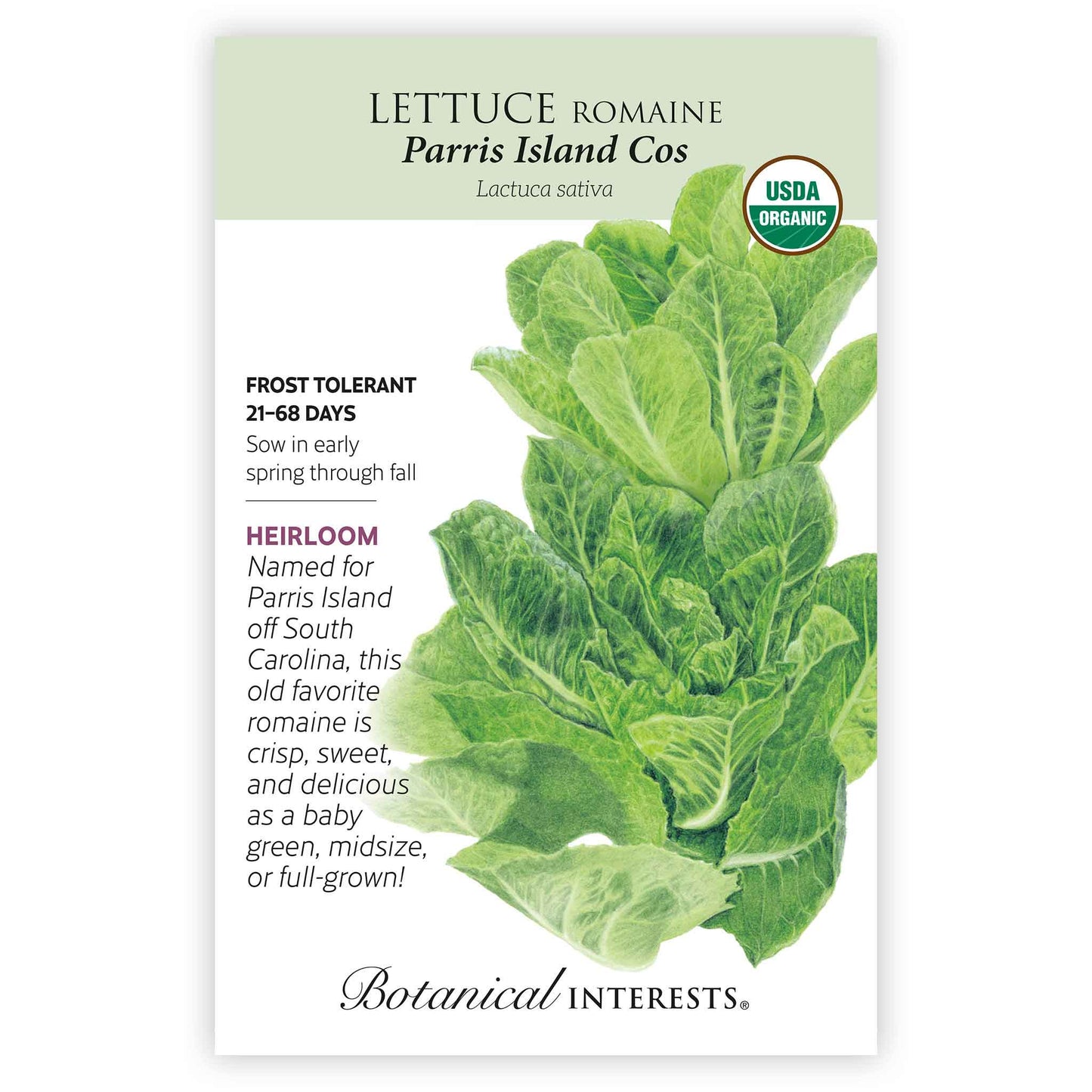 Parris Island Cos Romaine Lettuce Seeds