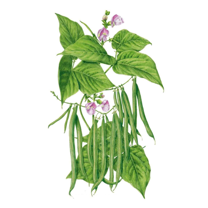 plant bush beans from seed Contender Bush Bean Seeds – Botanical Interests
