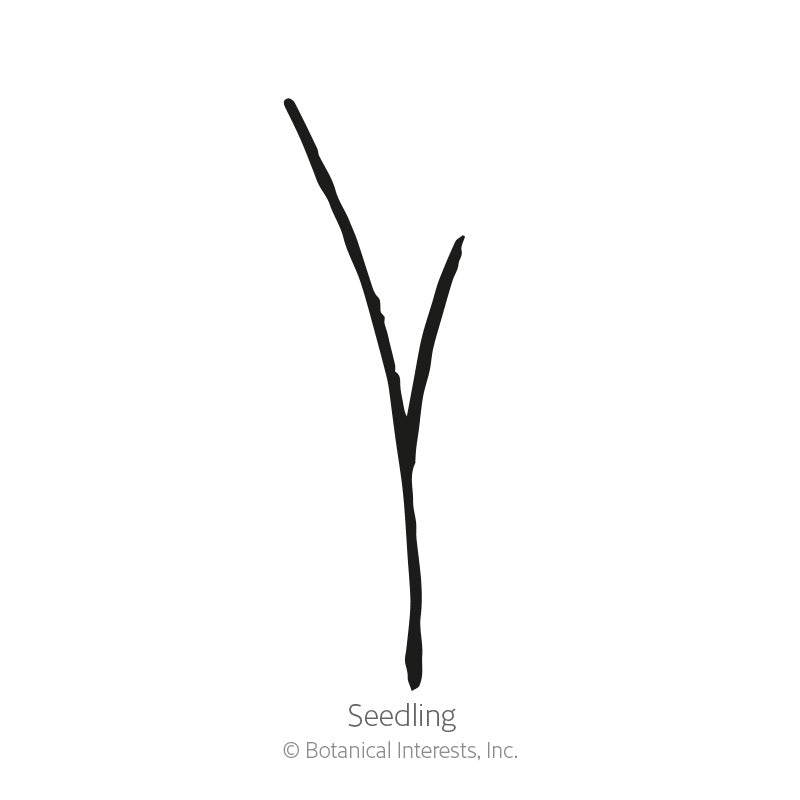 Wheatgrass Juice Seeds