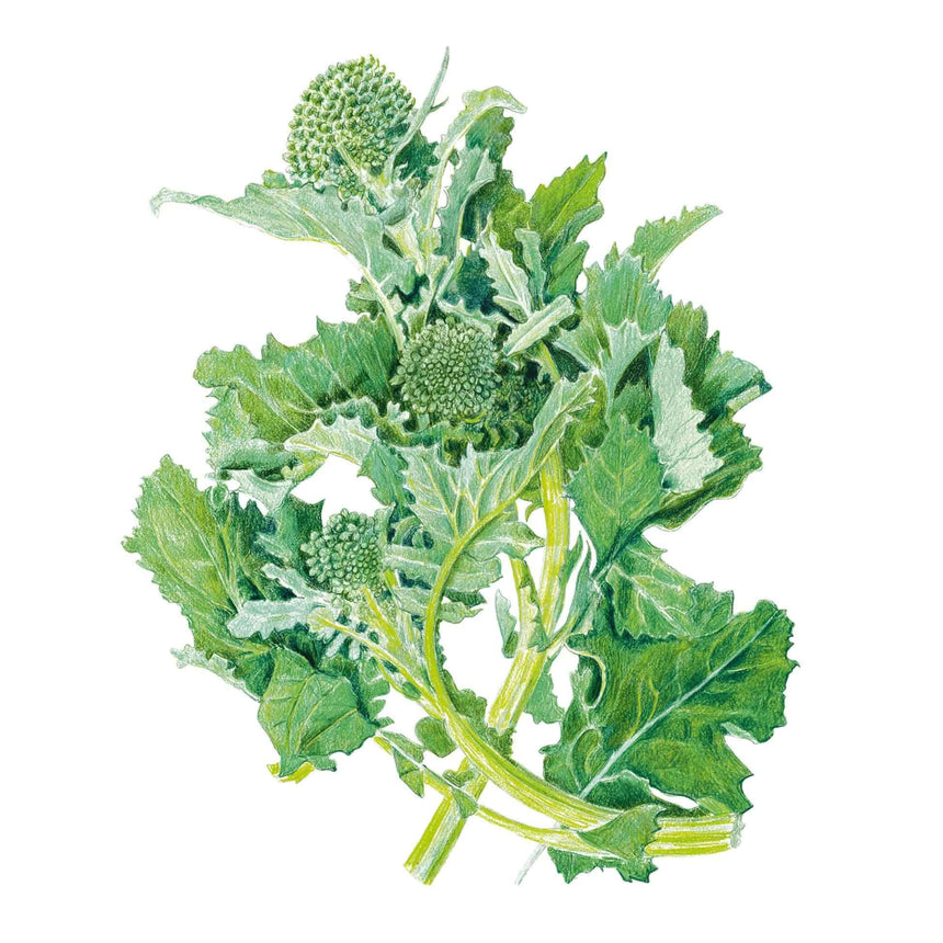 planting broccoli rabe seeds Rapini Broccoli Raab Seeds