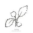Rapini Broccoli Raab Seeds