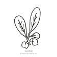 Astro Arugula/Rocket Seeds