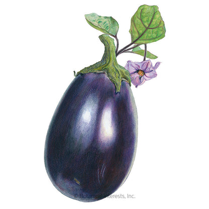 Black Beauty Eggplant Seeds