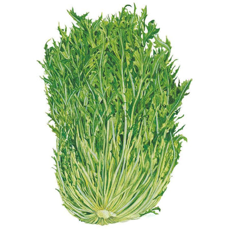 3047i_Mustard-Greens-Mizuna-