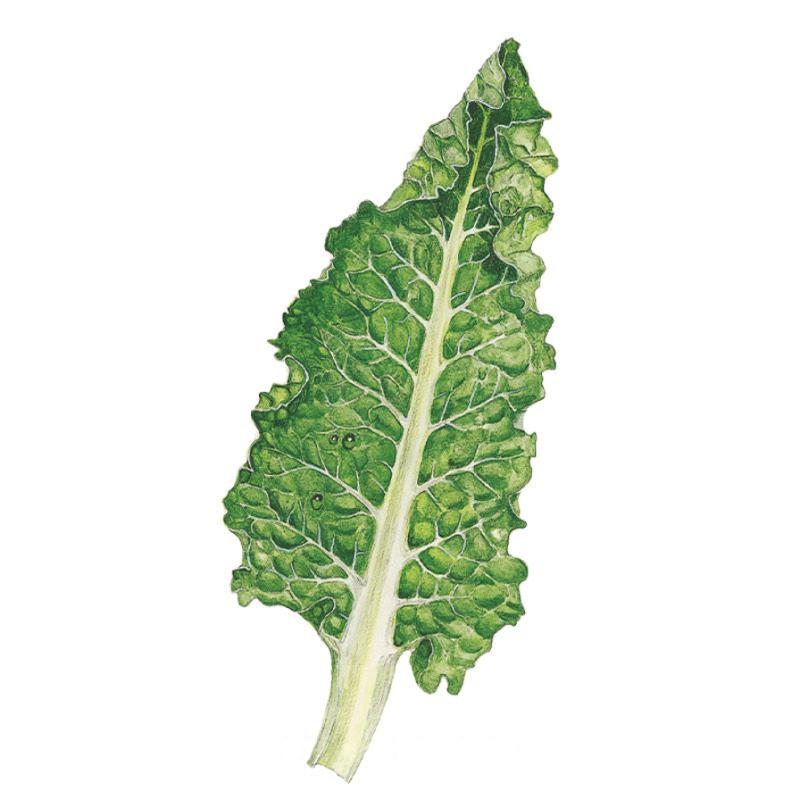 Fordhook Giant Swiss Chard Seeds