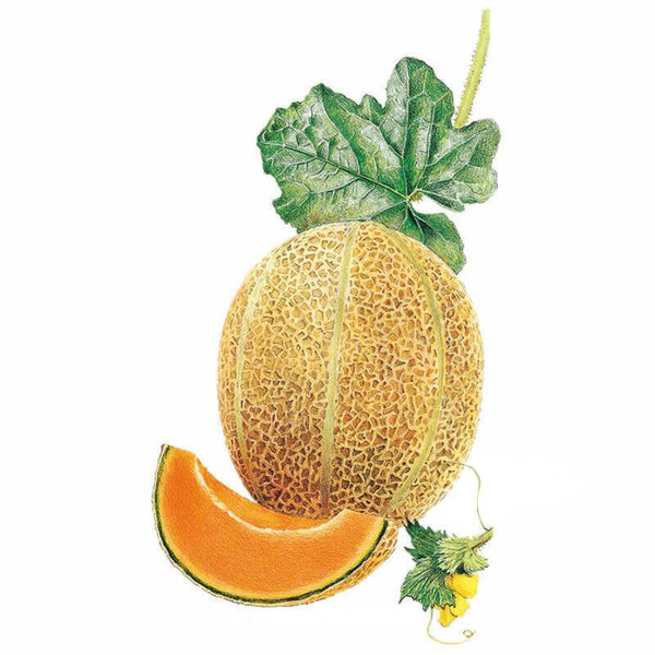 Hales Cantaloupe Seeds - Heirloom Variety For Home Garden, Fast Growing & Easy