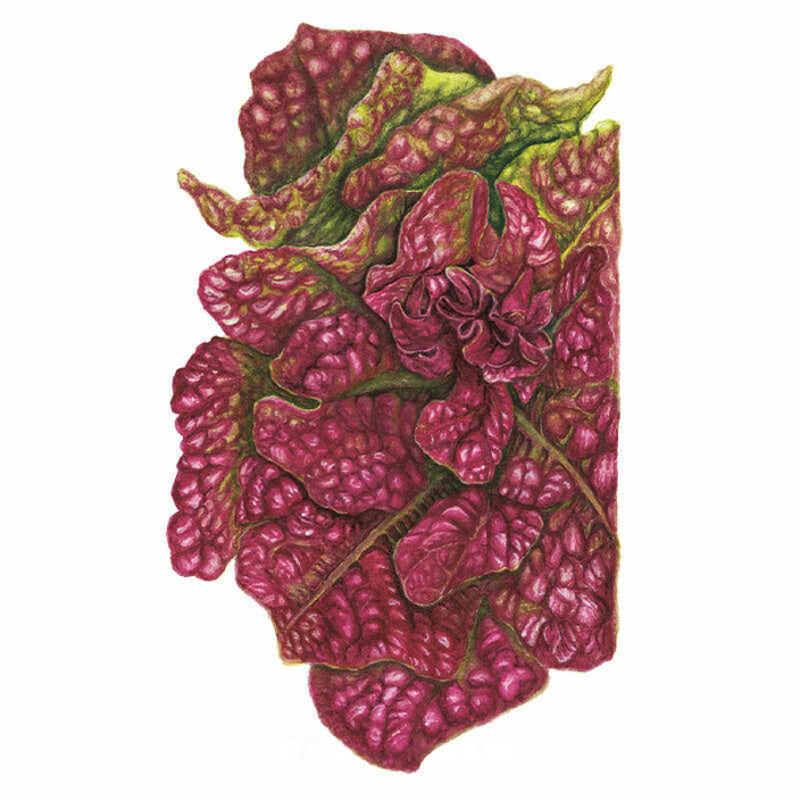 Botanical Interests Marvel of Four Seasons Butterhead Lettuce Seeds - Thumbnail 2