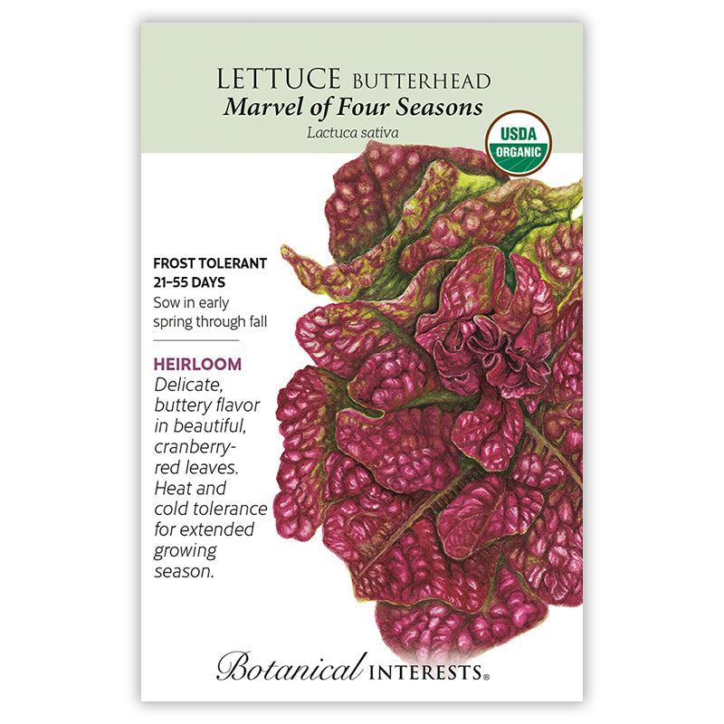 Marvel of Four Seasons Butterhead Lettuce Seeds