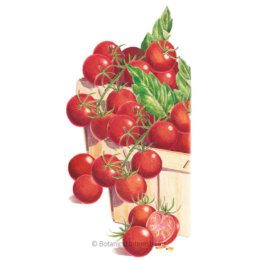 Sweetie Pole Cherry Tomato Seeds