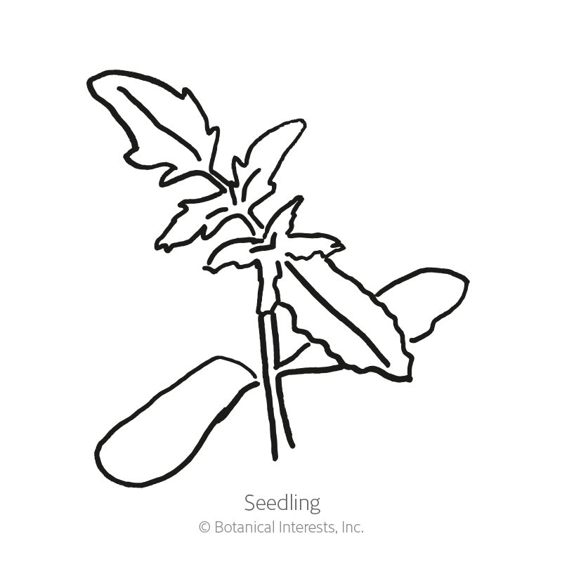 Sweetie Pole Cherry Tomato Seeds