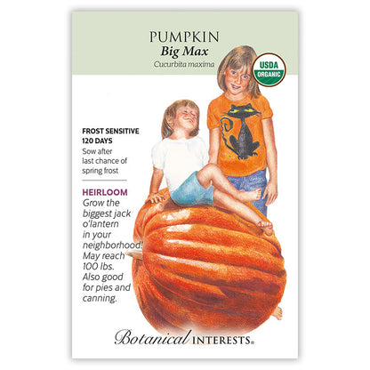 Big Max Pumpkin Seeds