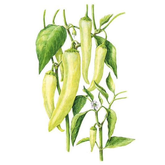 Sweet Banana Sweet Pepper Seeds