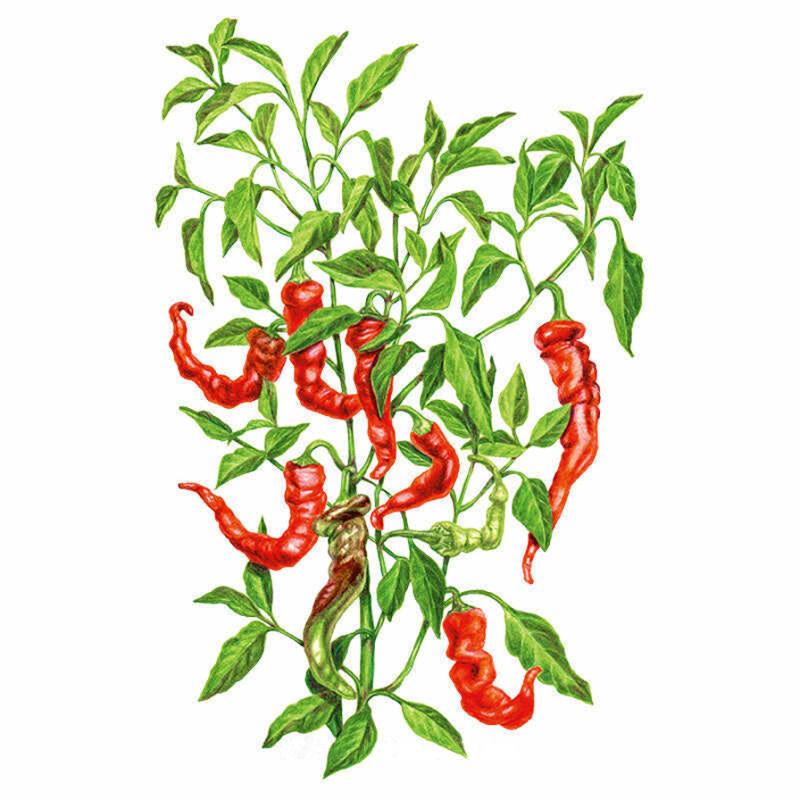 Botanical Interests Jimmy Nardello Pepper Seeds - Thumbnail 3