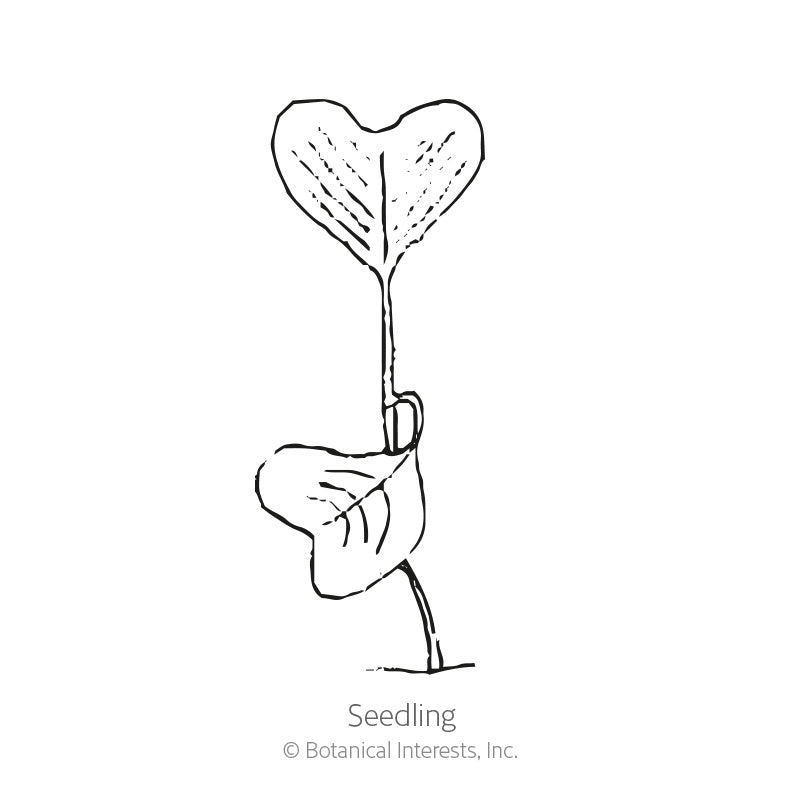 Miyashige White Daikon Radish Seeds