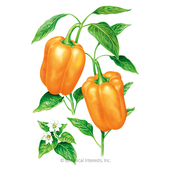 14+ Orange Bell Pepper Plant