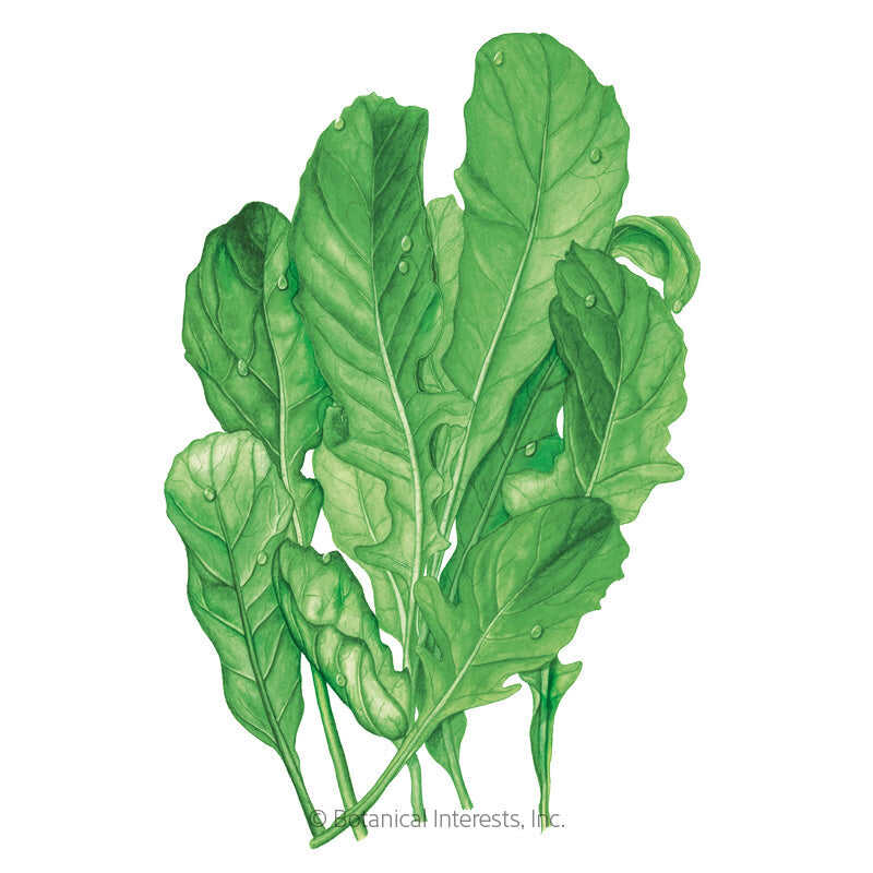Astro Arugula/Rocket Seeds – Botanical Interests