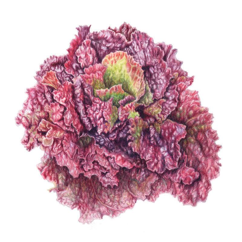 Botanical Interests Lettuce Seeds - Thumbnail 3