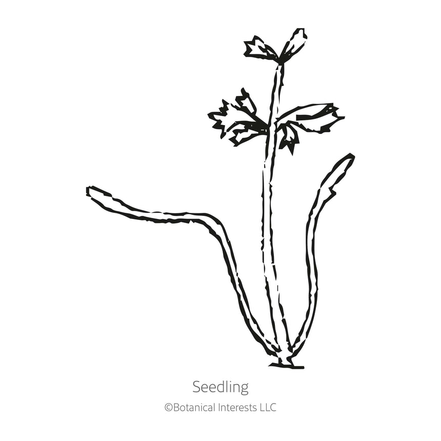 Carnival Blend Carrot Seeds