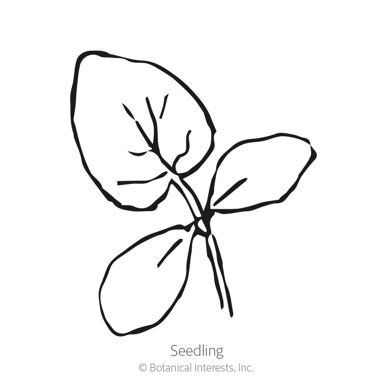 Marketmore Cucumber Seeds