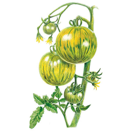 Green Zebra Pole Tomato Seeds – Botanical Interests