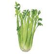 Utah Celery Seeds
