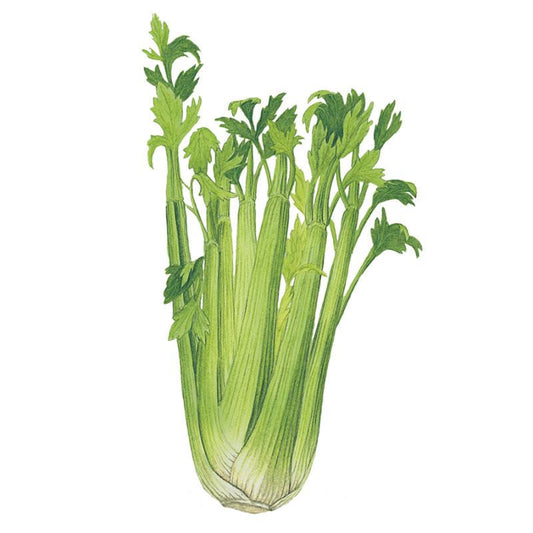 Utah Celery Seeds