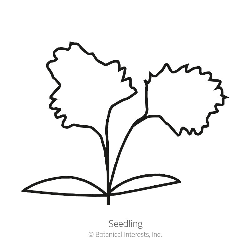 Utah Celery Seeds