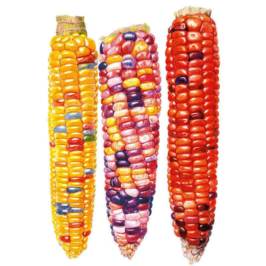 Painted Hill Sweet Corn Seeds