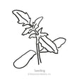 Chocolate Cherry Pole Cherry Tomato Seeds