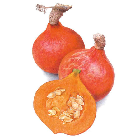 3163i_Squash-Winter-Red-Kuri-