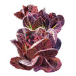 Truchas Mini-Romaine Lettuce Seeds