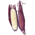 Martian Jewels Sweet Corn Seeds