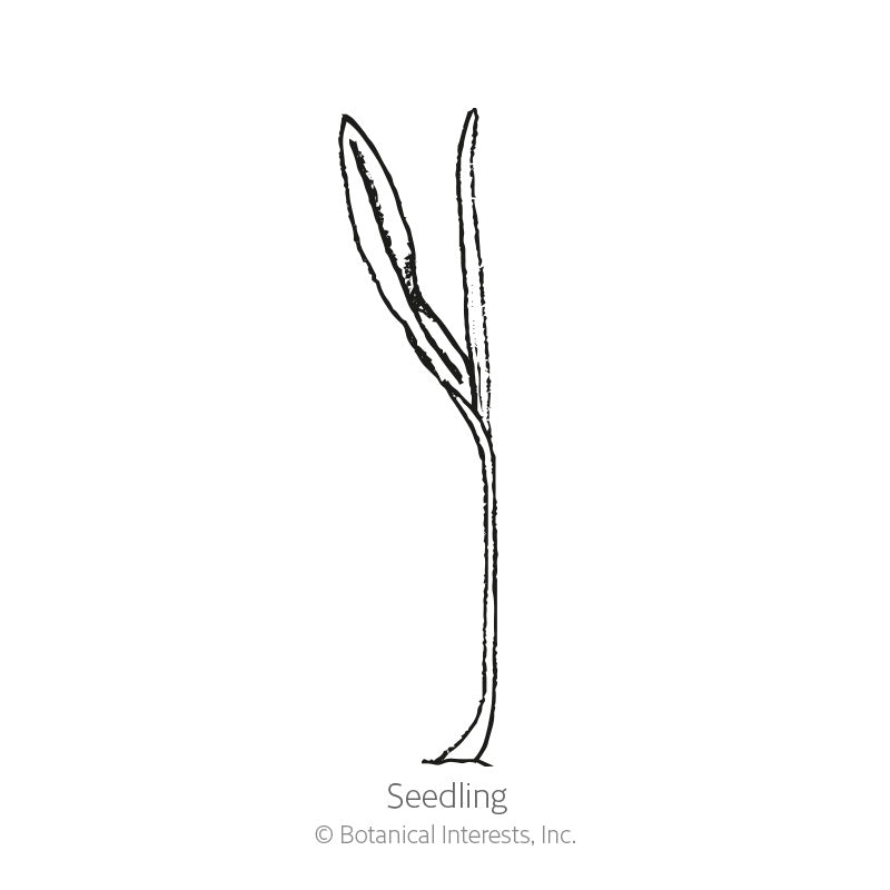 Martian Jewels Sweet Corn Seeds