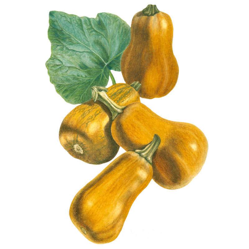 Good Soup Seed Bundle