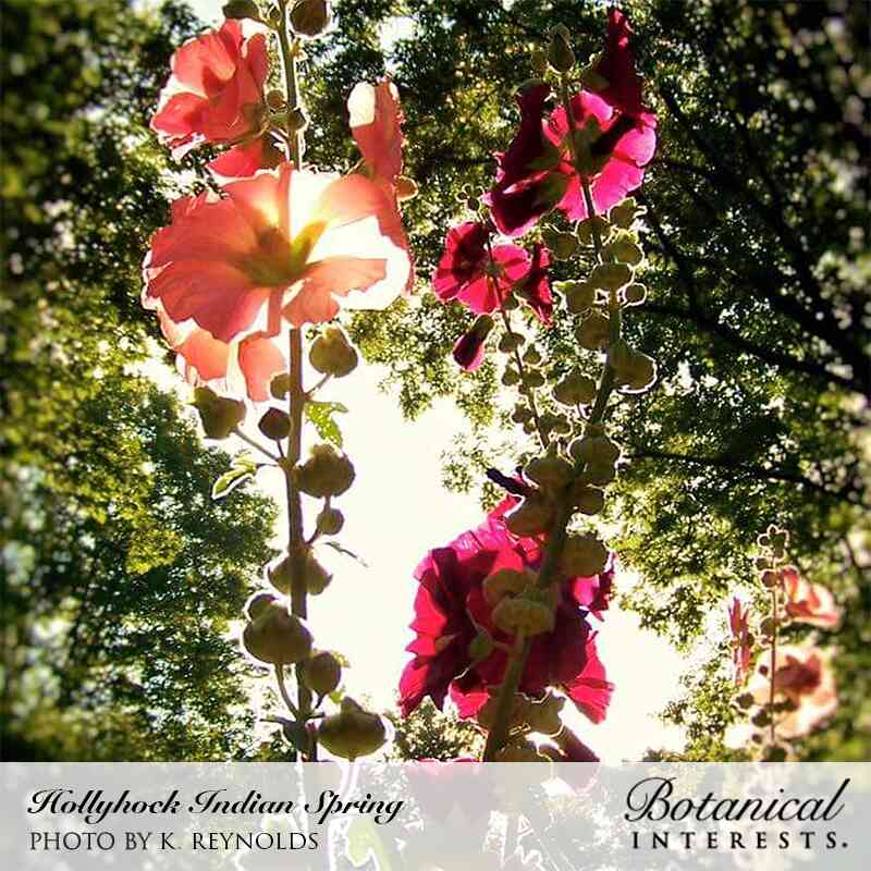 planting hollyhock seeds in spring Indian Spring Hollyhock Seeds – Botanical Interests