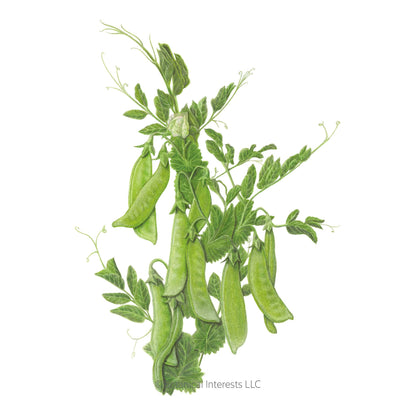 Mammoth Melting Snow Pea Seeds