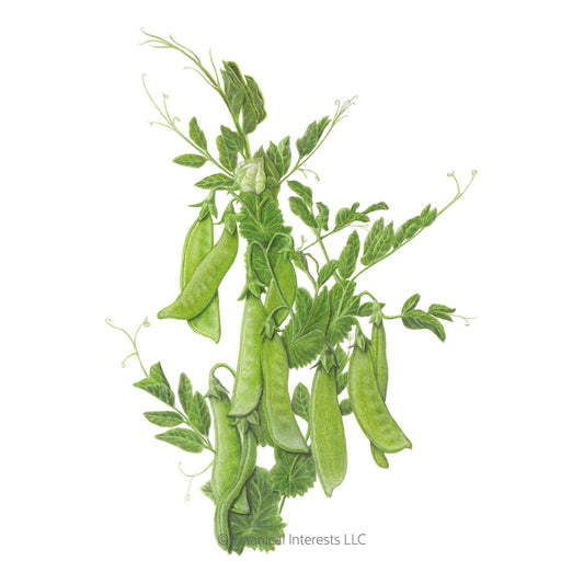 Mammoth Melting Snow Pea Seeds