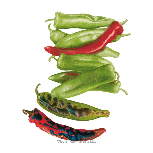 NuMex Heritage Big Jim Hatch Chile Pepper Seeds