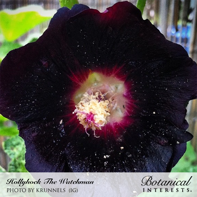 The Watchman Hollyhock Seeds