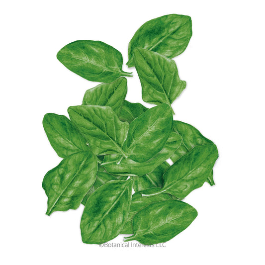 Space Spinach Seeds