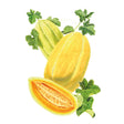 Navajo Yellow Cantaloupe/Muskmelon Melon Seeds
