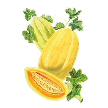 Navajo Yellow Cantaloupe/Muskmelon Melon Seeds