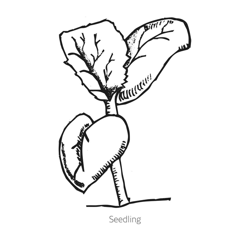 Navajo Yellow Cantaloupe/Muskmelon Melon Seeds