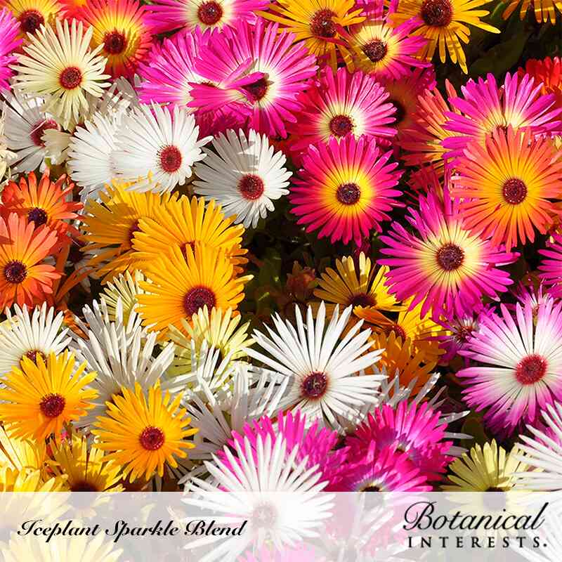 ice plant seed Sparkle Blend Iceplant (Livingstone Daisy) Seeds