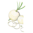 Gladstone Onion Seeds