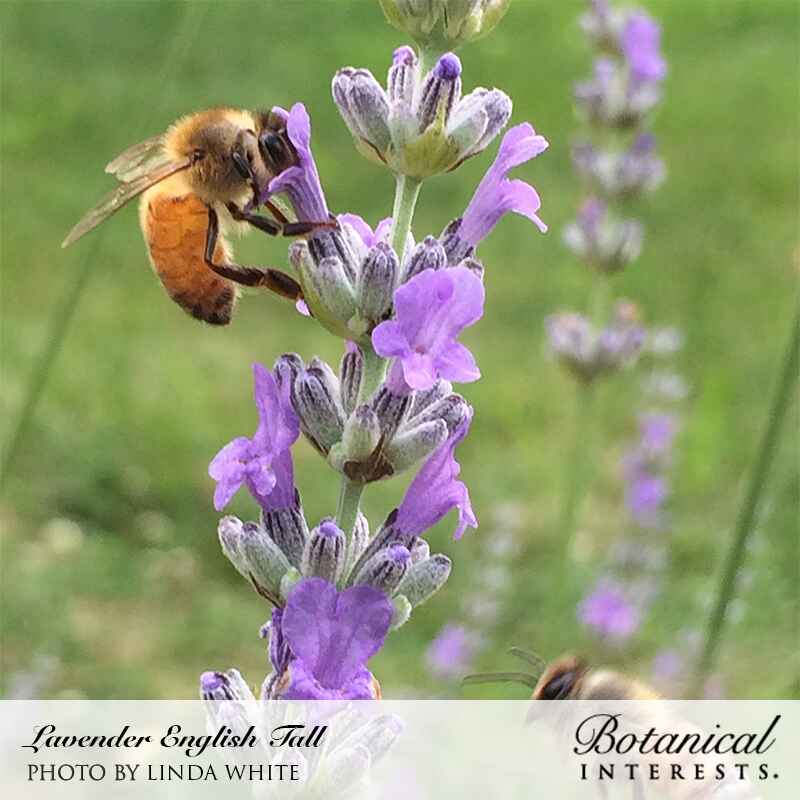 vera lavender plants English Tall/Vera Lavender Seeds