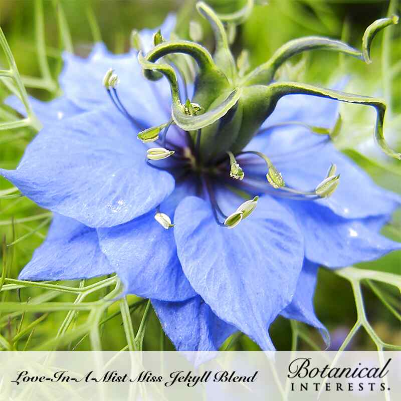love in mist flower seeds Miss Jekyll Blend Love-In-A-Mist Seeds