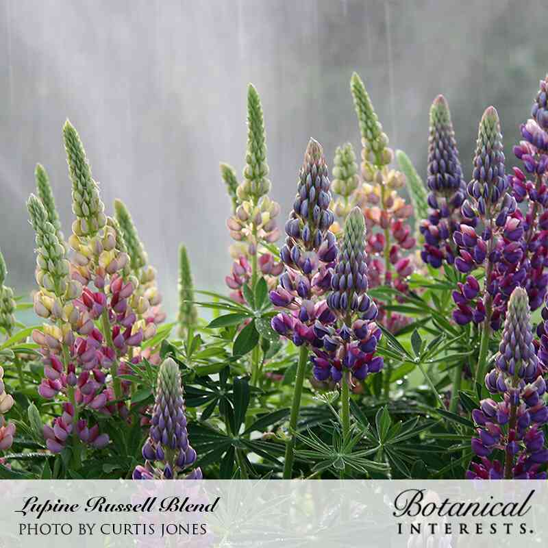 best time to plant lupine seeds Russell Blend Lupine Seeds
